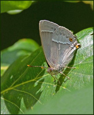 quercus2bb.jpg