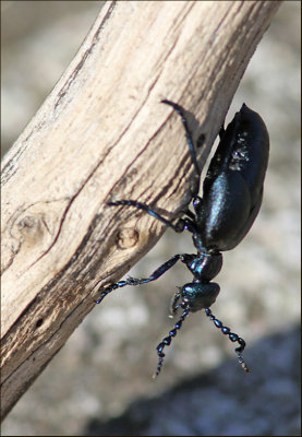 Meloidae, Oljebaggar