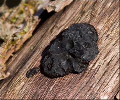 Ekkrös (Exidia truncata).jpg