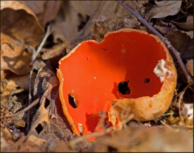 Scharlakansröd vårskål (Sarcoscypha coccinea).jpg