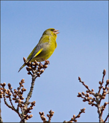 Greenfinch, Grnfink   (Carduelis chloris).jpg