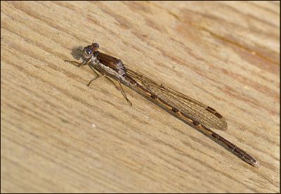 Common Winter Damsel, Vinterflickslnda  (Sympecma fusca) male.jpg