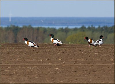 Shellduck, Gravand  (Tadorna tadorna).jpg