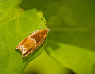Eksikelvecklare ( Ancylis mitterbacheriana).jpg