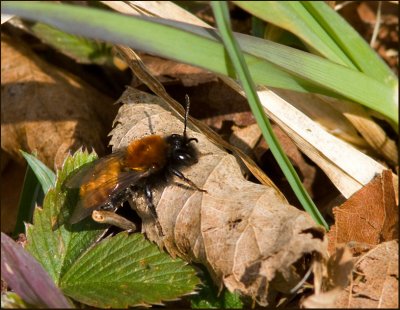  Gldsanbi  (Andrena fulva) Tawny Mining Bee.jpg