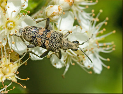  Black-spotted Pliers Support Beetle, Lvtrdlpare   (Rhagium mordax).jpg