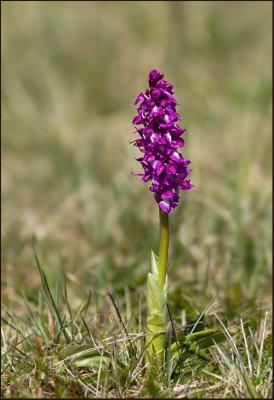 Early Purple Orchid, Sankt Pers nycklar  (Orchis mascula).jpg