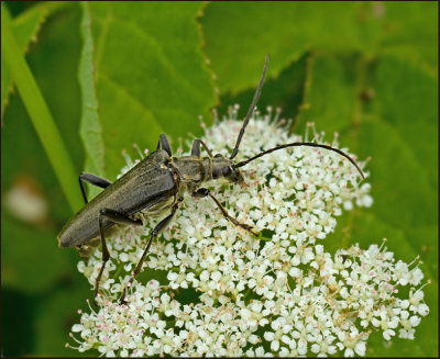 land Longhorn Beetles