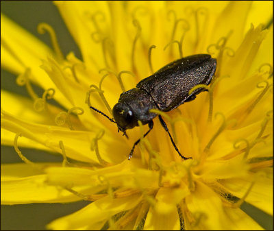 Svart praktbagge  (Anthaxia similis).jpg