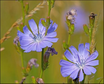 Chicory, Cicoria (Cichorium intybus).jpg