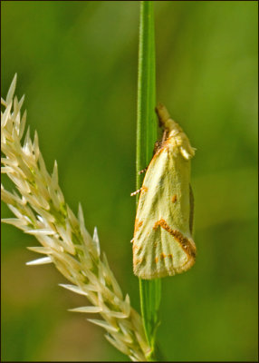TORTRIX MOTHS in SWEDEN, VECKLARE (Tortricidae)