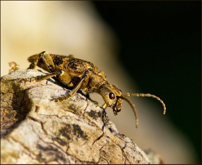 Öland Longhorn Beetles