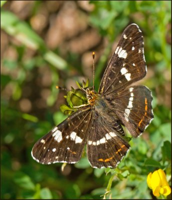 Map Butterfly, Kartfjril  (Arashcnia levana, form prorsa).jpg