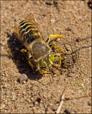 Insects of Öland