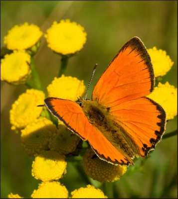 INSECTS of the KALMAR area