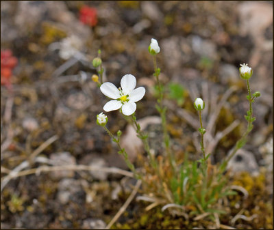 The Special Flora of Öland