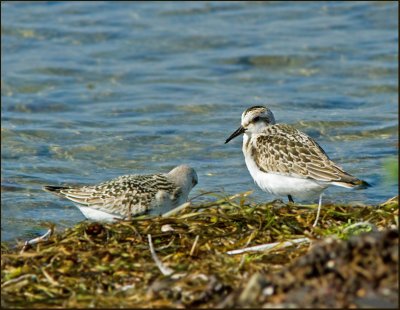 Sandlpare (Calidris alba) Sanderling.jpg