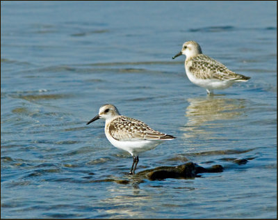 Sandlpare (Calidris alba) Sanderling.jpg