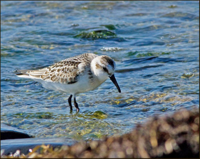 Sandlpare (Calidris alba) Sanderling.jpg