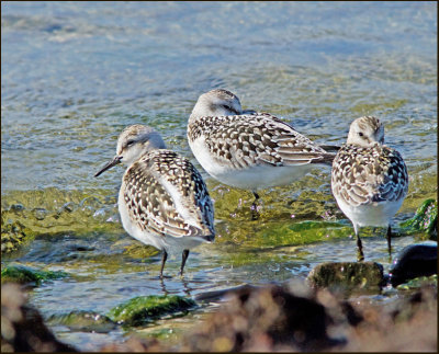 Sandlpare (Calidris alba) Sanderling.jpg
