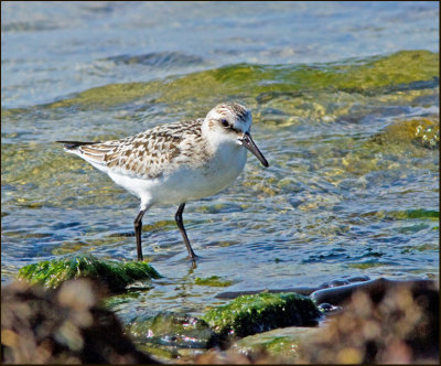 Sandlpare (Calidris alba) Sanderling.jpg