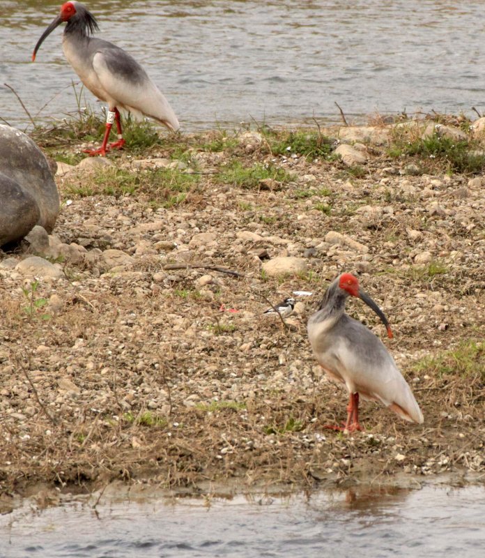 BIRD - IBIS - CRESTED IBIS - YANG COUNTY SHAANXI PROVINCE CHINA (23).JPG