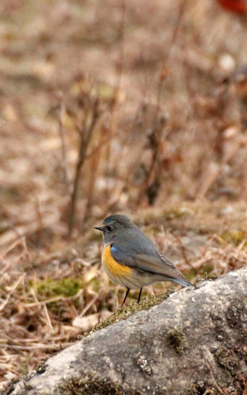 BIRD - ROBIN - ORANGE-FLANKED BUSH ROBIN - FOPING NATURE RESERVE - SHAANXI PROVINCE CHINA (3).JPG