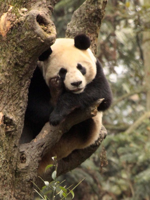 URSID - BEAR - GIANT PANDA - YAAN PANDA RESERVE - SICHUAN CHINA (112).JPG