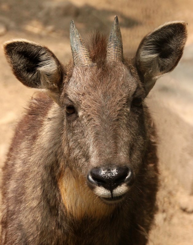 BOVID - GORAL - CHINESE GORAL - SHANGHAI ZOO (8).JPG