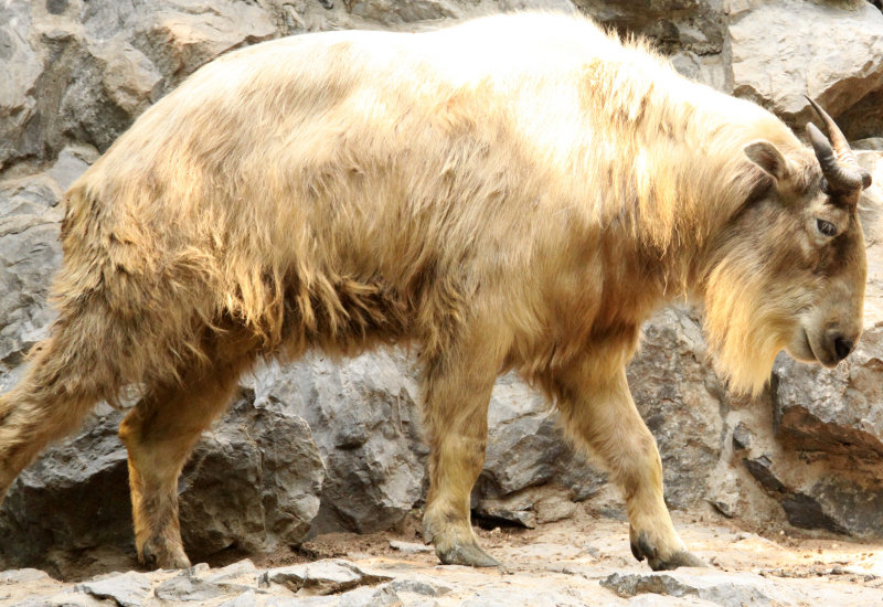 BOVID - TAKIN - SHANGHAI ZOO (12).JPG