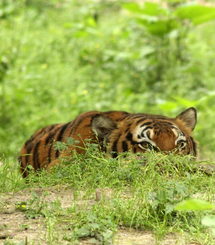 FELID - TIGER - SOUTHERN CHINESE TIGER - PANTHERE TIGRIS AMOYENSIS - SHANGHAI ZOO (2).JPG