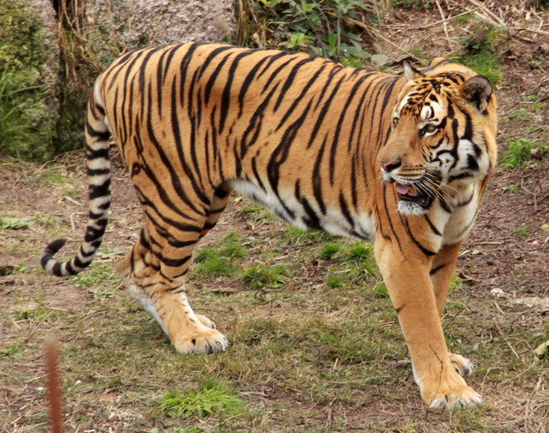 FELID - TIGER - AMOY TIGER - PANTHERA TIGRIS AMOYENSIS - MEIHUASHAN - FUJIAN CHINA (64).JPG