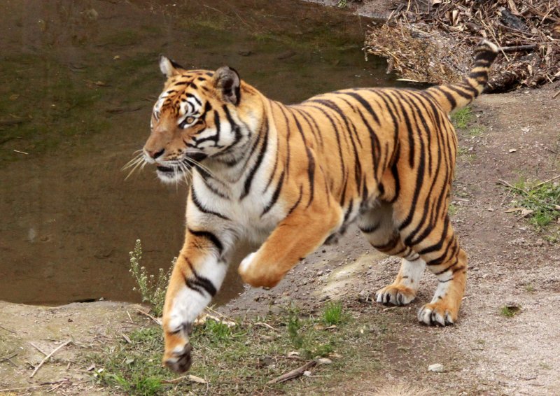 FELID - TIGER - AMOY TIGER - PANTHERA TIGRIS AMOYENSIS - MEIHUASHAN - FUJIAN CHINA (145).JPG