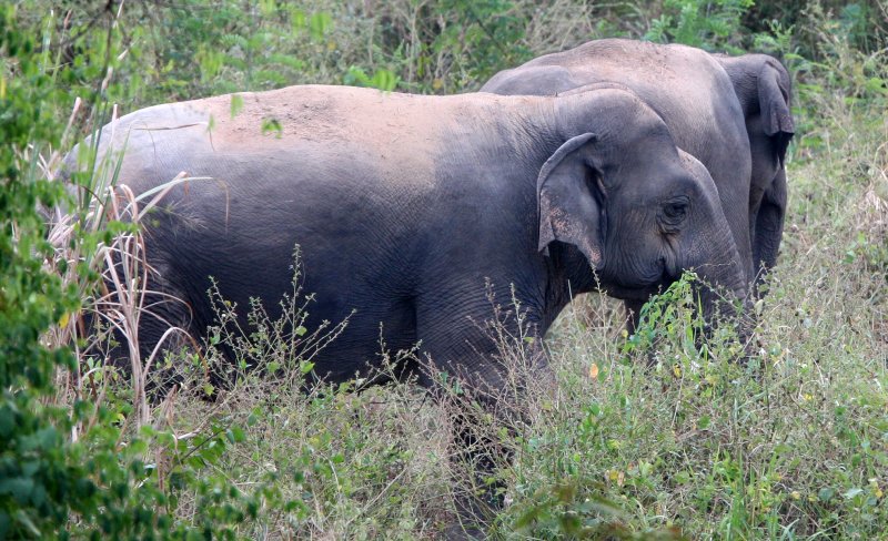 ELEPHANT - ASIAN ELEPHANT - KURI BURI NATIONAL PARK THAILAND (38).JPG