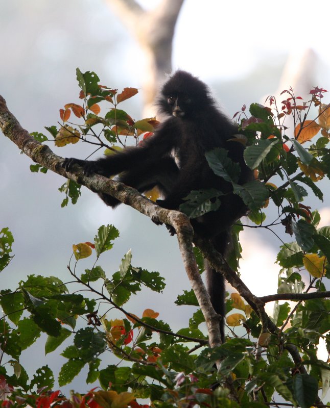 Tenasserim Langur (Presbytis barbei) Kaeng Krachan National Park Thailand