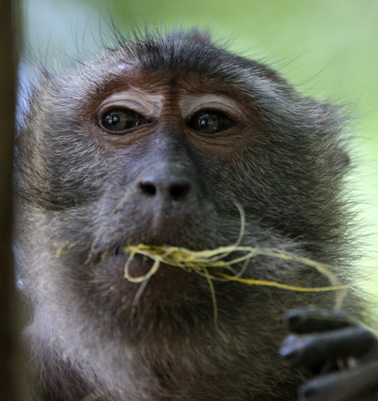 PRIMATE - MACAQUE - LONG-TAILED MACAQUE - KOH LANTA NATIONAL PARK THAILAND (5).JPG