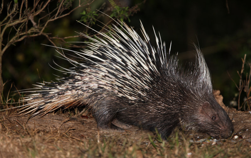 RODENT - PORCUPINE - MALAYAN PORCUPINE - KAENG KRACHAN NP THAILAND (6).JPG