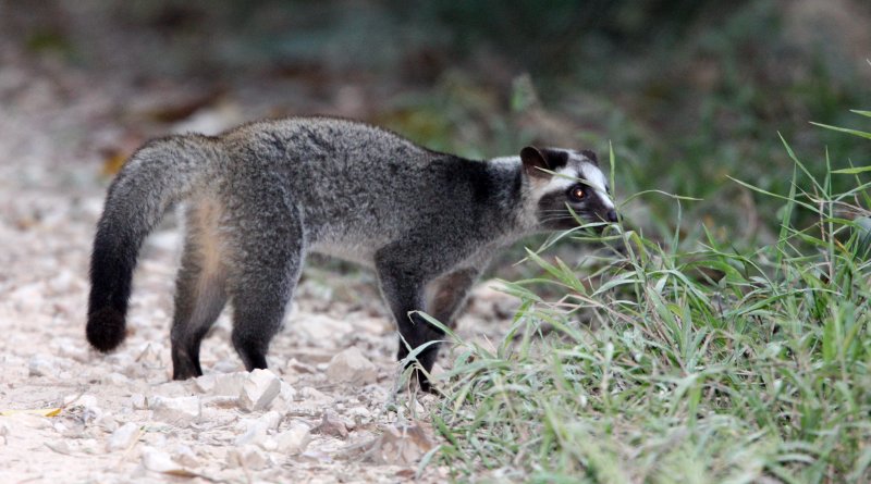 VIVERRID - CIVET - MASKED PALM CIVET - KAENG KRACHAN NP THAILAND (12).JPG