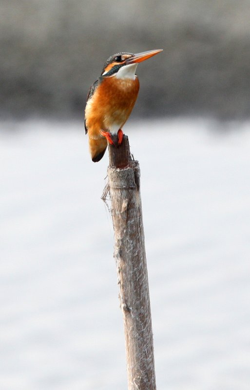 BIRD - KINGFISHER - COMMON KINGFISHER - PETCHABURI PROVINCE, PAK THALE (5).JPG