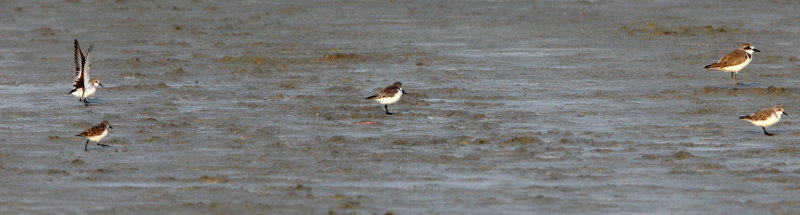 BIRD - SANDPIPER - SPOON-BILLED SANDPIPER & LESSER SAND PLOVER - PETCHABURI PROVINCE, PAK THALE (10).JPG