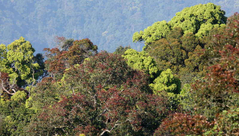 KAENG KRACHAN NP THAILAND - FOREST SCENES (5).JPG