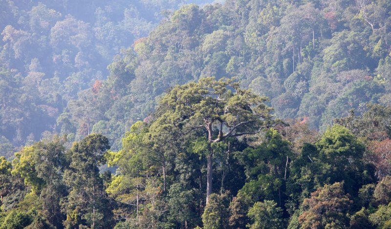 KAENG KRACHAN NP THAILAND - FOREST SCENES (7).JPG