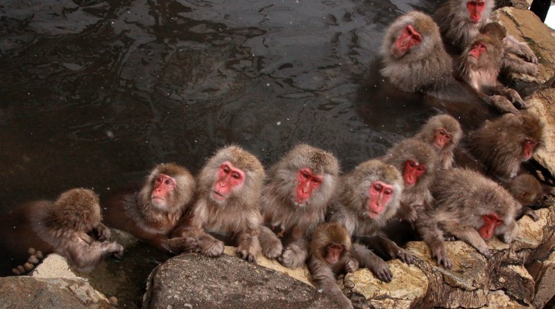 PRIMATE - MACAQUE - JAPANESE MACAQUE - JIGOKUDANI ONSEN NAGANO PREFECTURE JAPAN (681).JPG