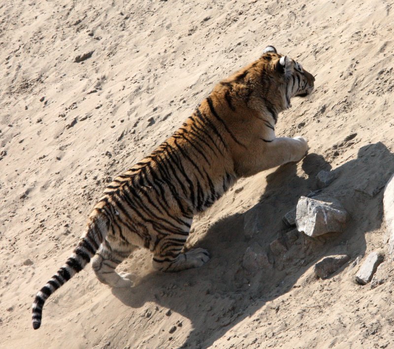 FELID - TIGER - SIBERIAN TIGER - HARBIN SIBERIAN TIGER PARK - CHINA (186).JPG