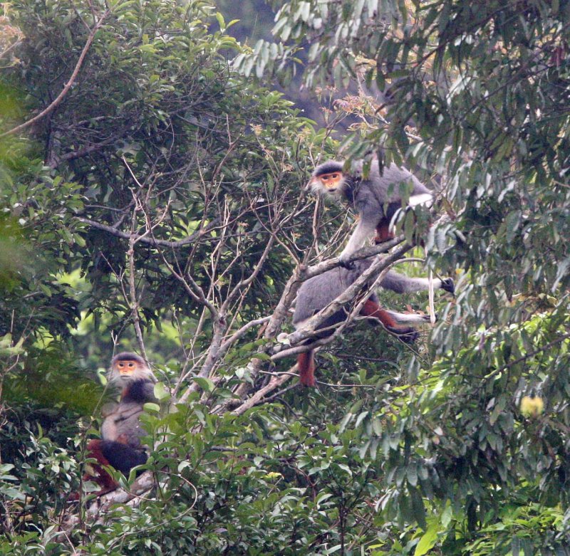 PRIMATE - DOUC - RED-SHANKED DOUC - SON TRA PENINSULA DA NANG VIET NAM (88).jpg