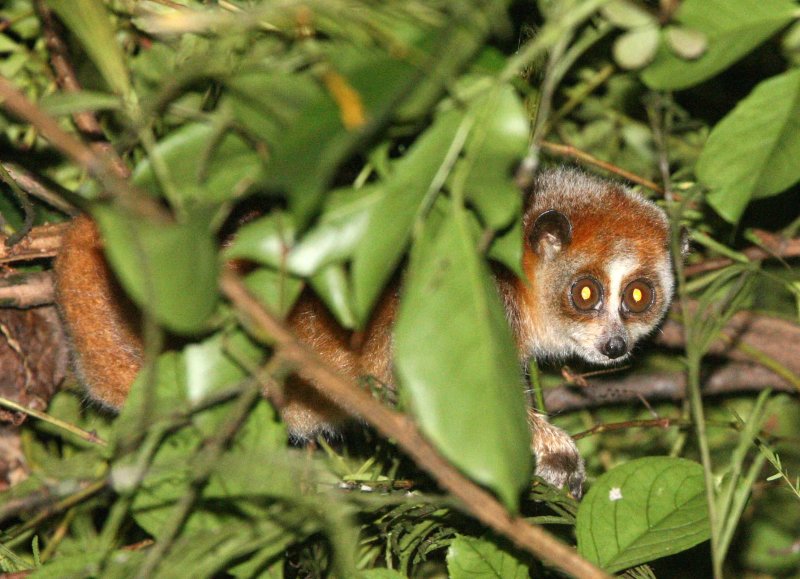 PRIMATE - PYGMY SLOW LORIS - PHONG NHA - KE BANG NATIONAL PARK - QUANG BINH PROVINCE VIET NAM (78).JPG