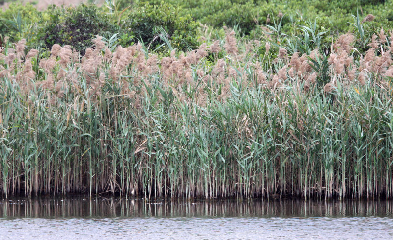 MAI PO WETLANDS HONG KONG (20).JPG