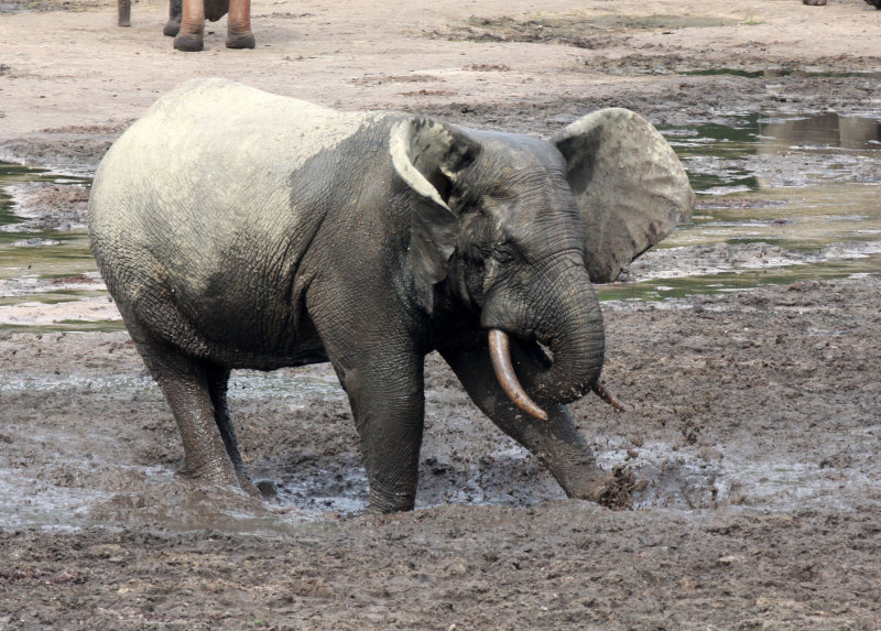 ELEPHANT - FOREST ELEPHANT - DZANGA BAI - DZANGA NDOKI NATIONAL PARK CENTRAL AFRICAN REPUBLIC (14).JPG