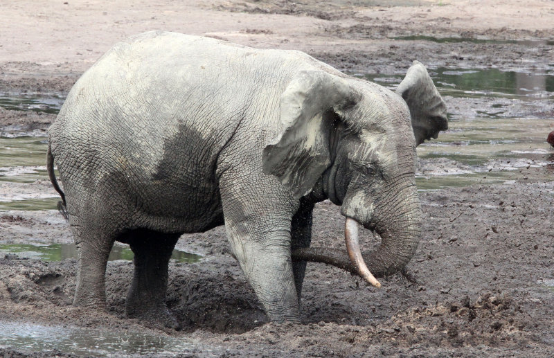 ELEPHANT - FOREST ELEPHANT - DZANGA BAI - DZANGA NDOKI NATIONAL PARK CENTRAL AFRICAN REPUBLIC (59).JPG