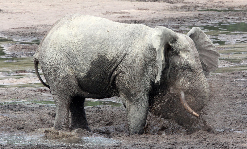 ELEPHANT - FOREST ELEPHANT - DZANGA BAI - DZANGA NDOKI NATIONAL PARK CENTRAL AFRICAN REPUBLIC (69).JPG